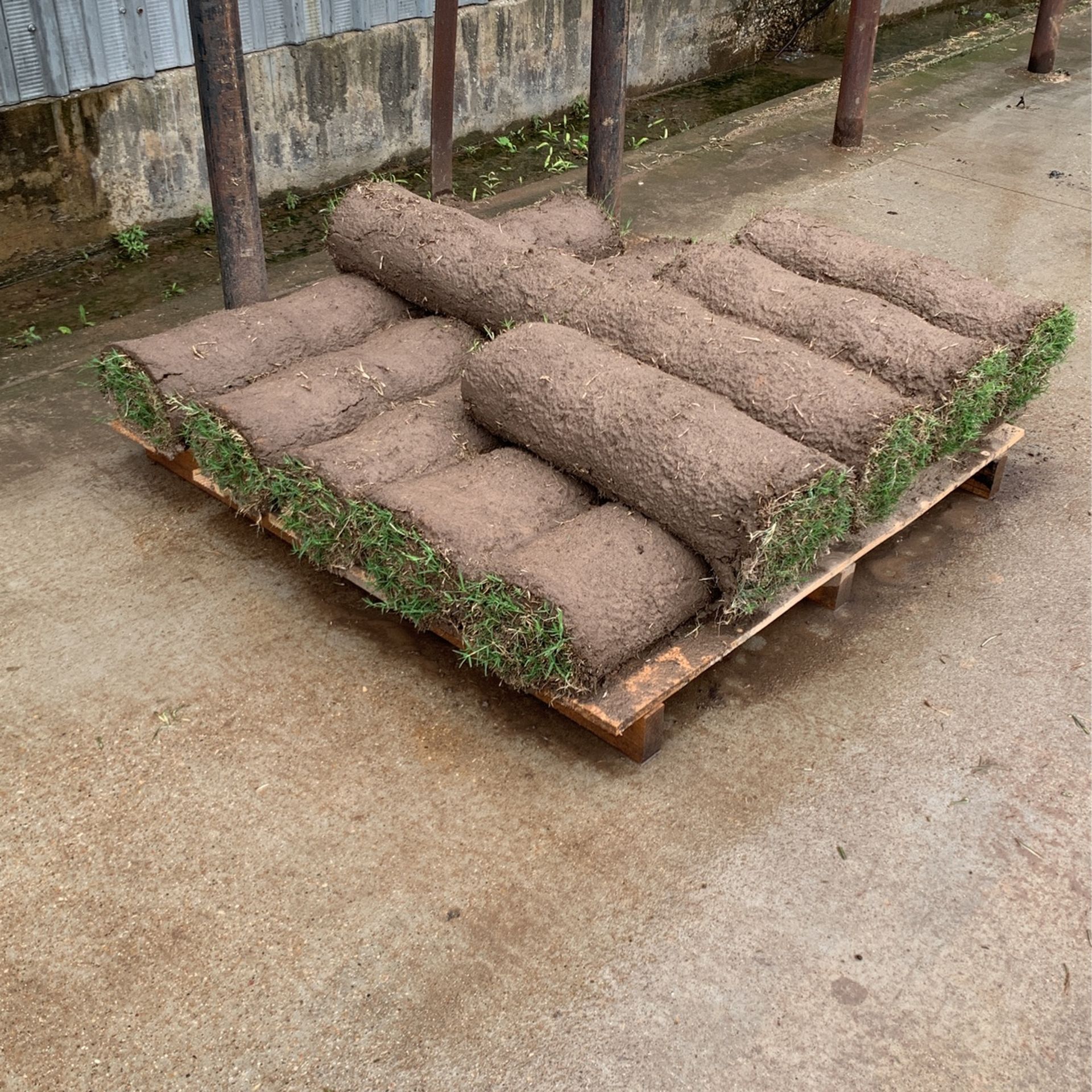 bermuda-rolls-sod-for-sale-in-plano-tx-offerup