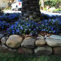 Blue Daze Plant Ground Cover 1gal