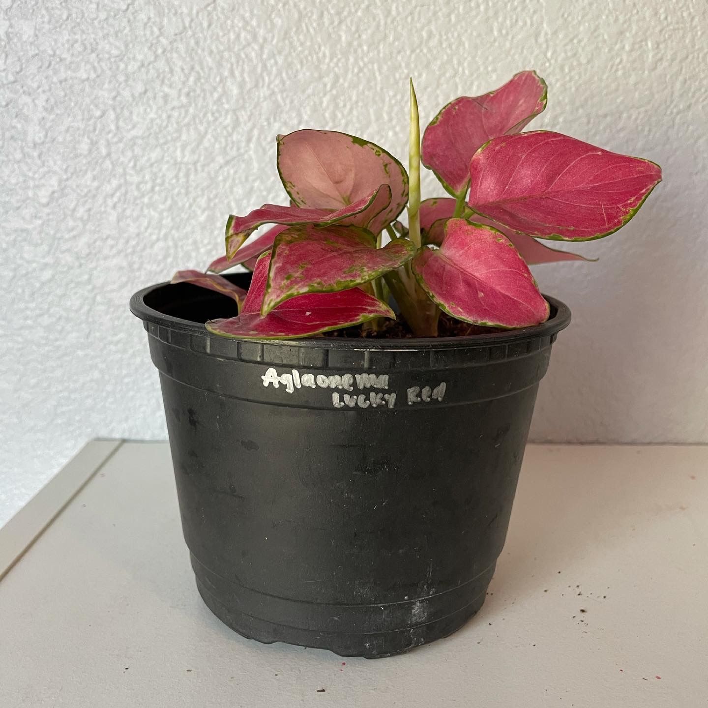 Aglaonema Lucky Red