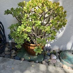 Beautiful Jade Plant