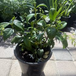Vine Jasmin In One Gallon $12 Each