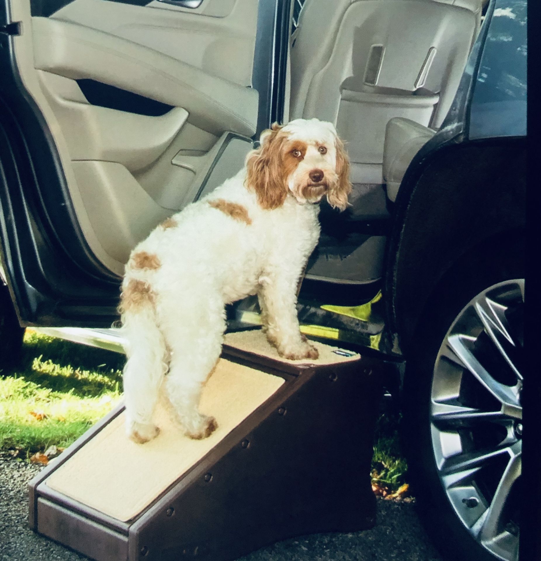 SuperTraX Pet cat dog ramp Lightweight Portable Sturdy Mobility
