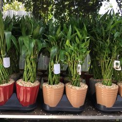Lucky Bamboo In Ceramic Pot. SPECIAL PRICE !🤩