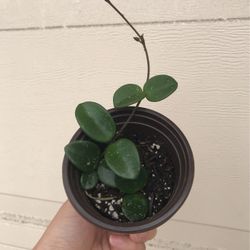Beautiful Hoya Mathilde Plant 