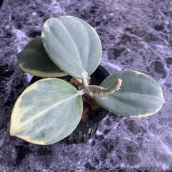 Hoya New Moon Subquintuplinervis Outer Variegated 