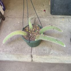 Monkey Tail