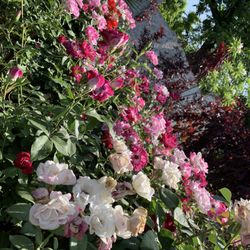 Rose Trees35$ Rosie Bushes15$ Climbing Roses On Stick 18$
