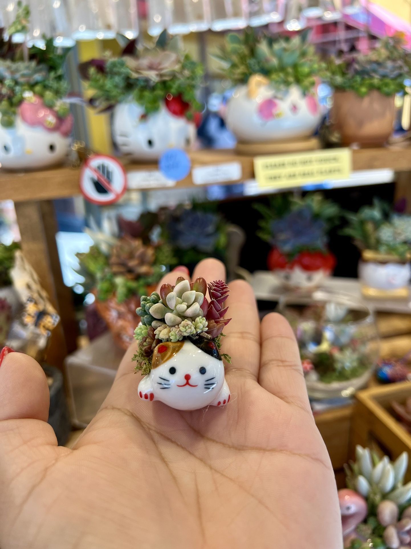 Mini Cat Ceramic Succulent Arrangement