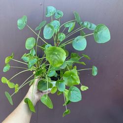 6” pilea money plant