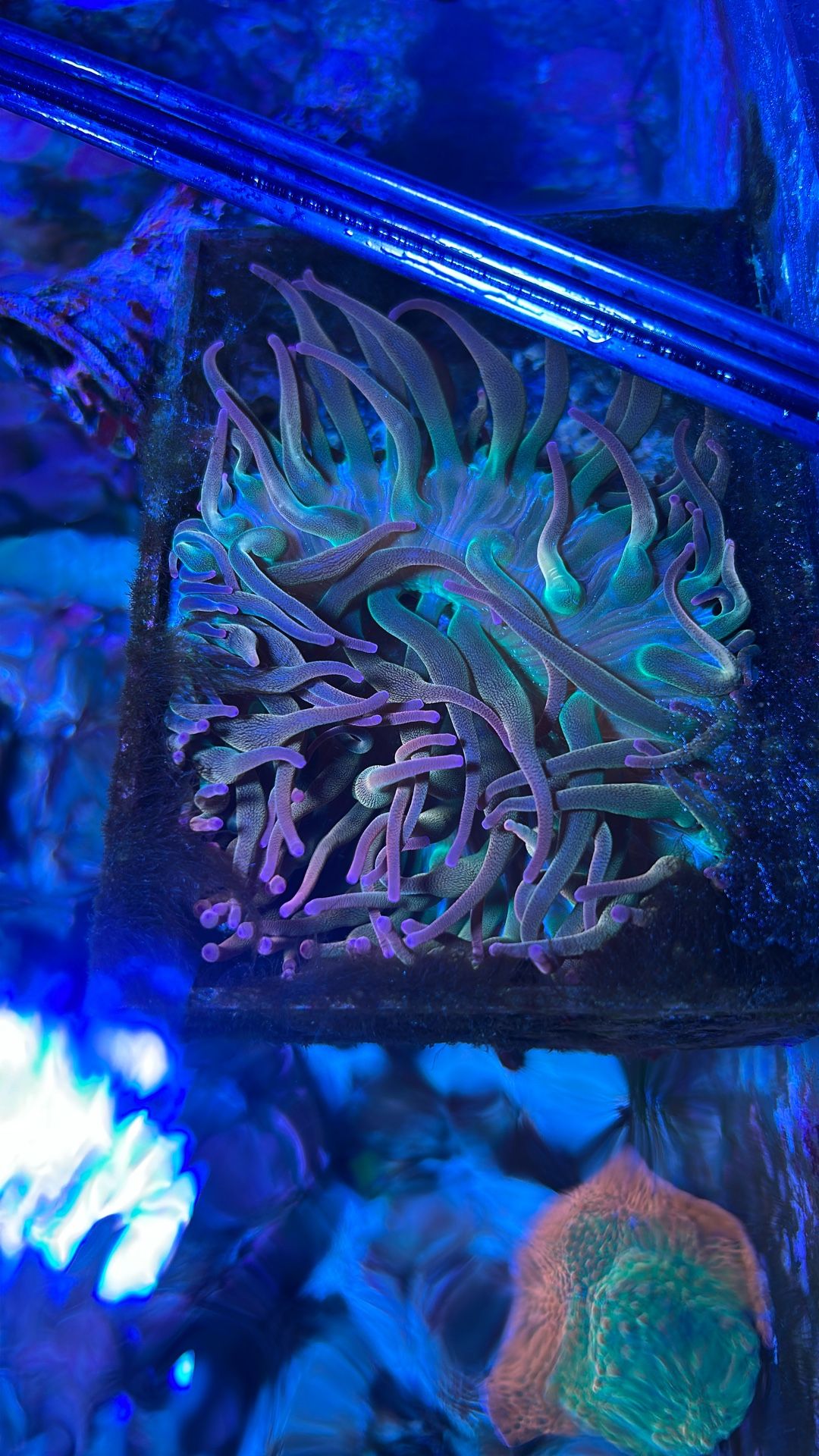 Fake Toy Rainbow Anemone