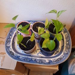 Marble Queen Pothos Plants🪴