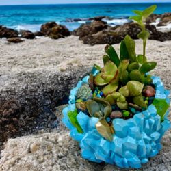 Mini Ocean Blue Potted Succulents