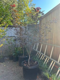 Japanese Maple Tree in Large Black Pot