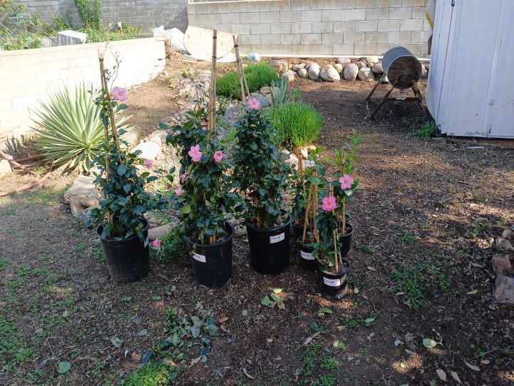 Flowering Plants Mandevillas Sm And Lg