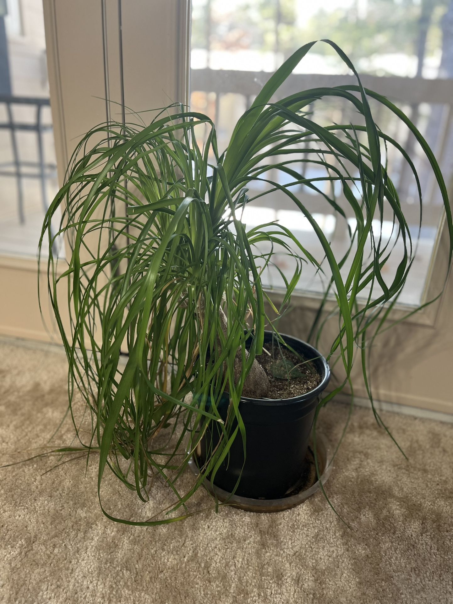 Plant For Sale