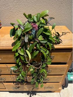 Beautiful blooming Hoya carnosa big plant, red flower, ceramic planter included