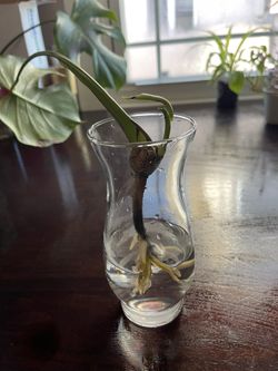 Monstera Constellation Cutting Rooted