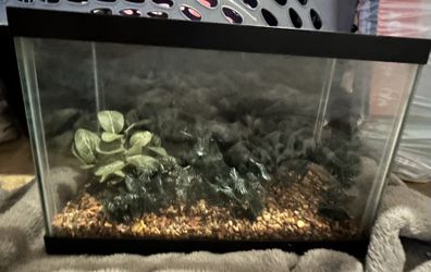 2.5 Gallon Aquarium/tank