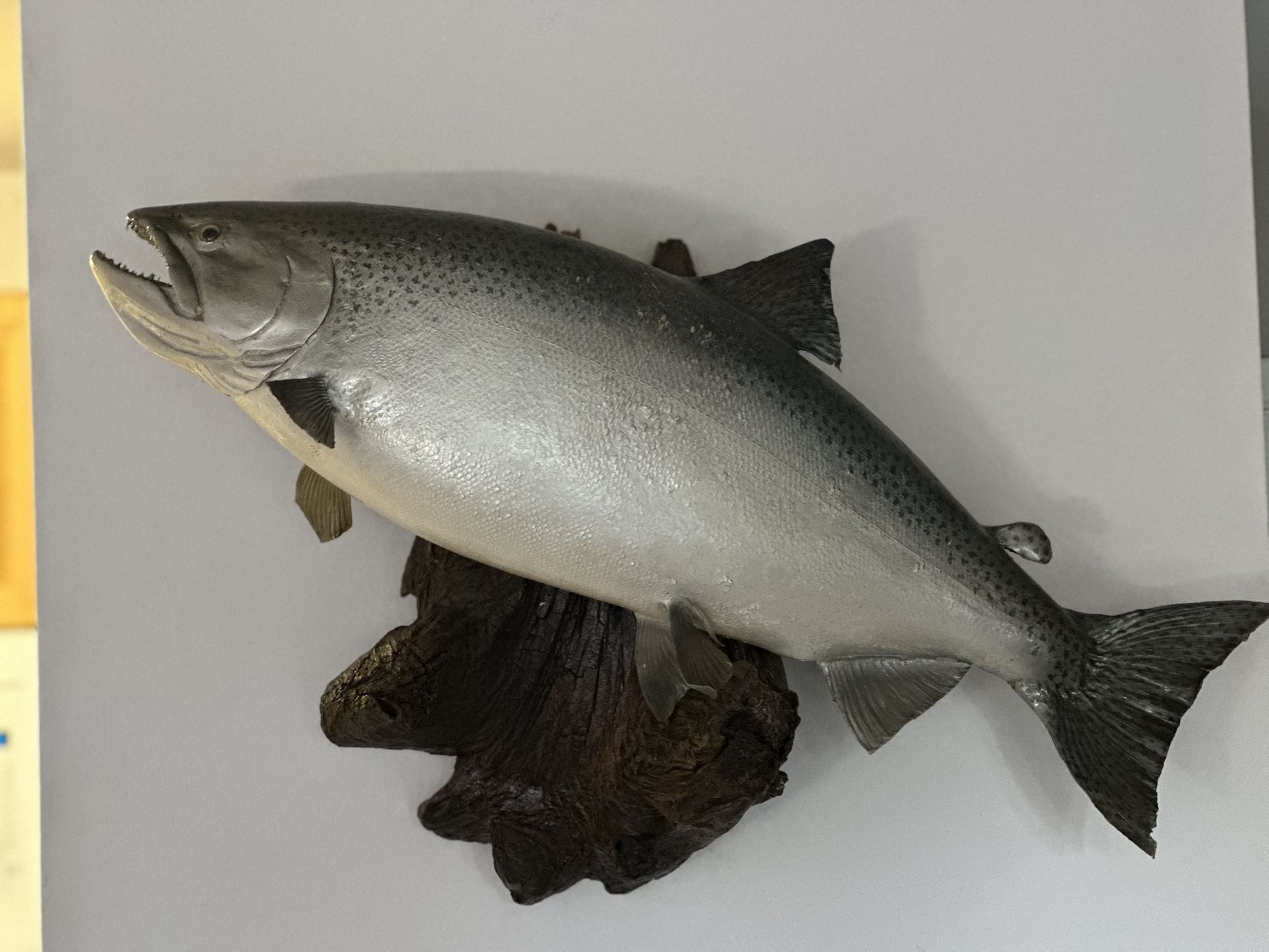 Salmon Wall Mount