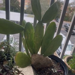 Cactus