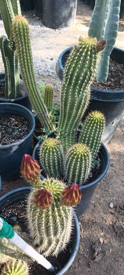 Cactus plant 🌵