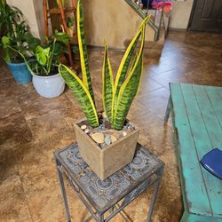 Sansevieria Snake Plant In 6in Ceramic Pot With Shells And Polished Stones....Great Mother's Day Gift 