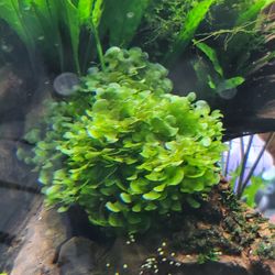 Fish tank plants planted aquarium Subwassertang