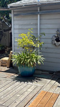 FREE LARGE POTTED TREE.