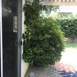 Plant For Sale