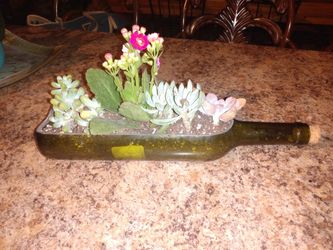 Beautiful succulents