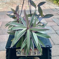 Plants In Hanging Basket