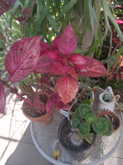 Blood leaf