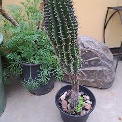 CONE  CACTUS