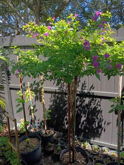 Bougainvillea Tree in Pot