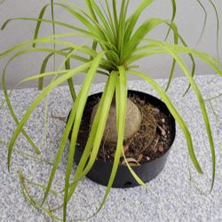 Ponytail Palm Beaucarnea recurvata Live Bonsai Indoor Decor Plant 