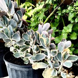 Kalanchoe Fedtschenkoekoi’ Varigata/Aurora Borealis, Variegated Lavender Scalops/crassulaceae/succulent Bloomer/Coral Pink Flowering Plant