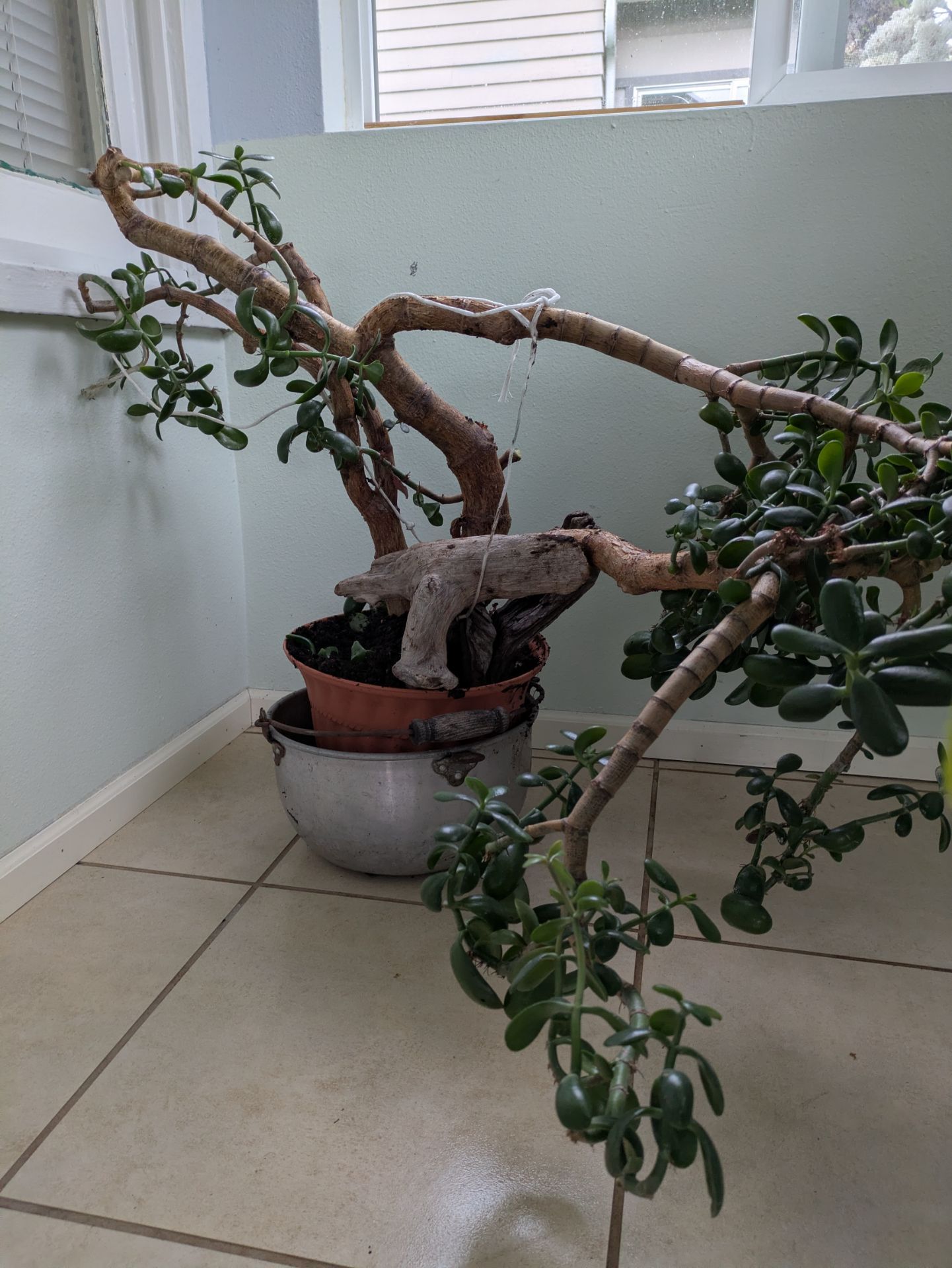 Jade plant - Large