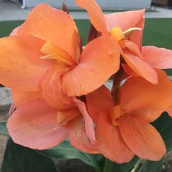 Canna lily Orange Potted Plant 