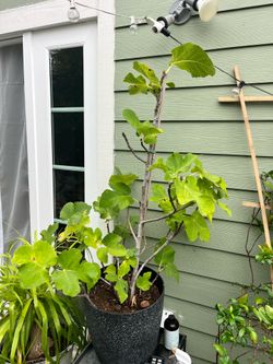 Fig plant
