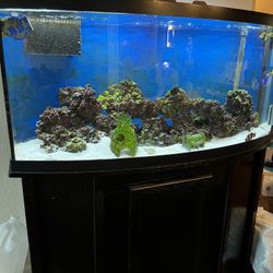75 Gallon Fish Tank 