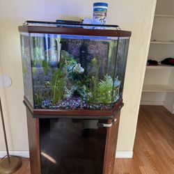 Hexagon Fish Tank