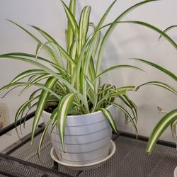 7 -8 Inch Pot : Live Real Spider Plant with Saucer 