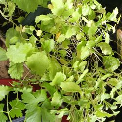 Plants Plants Plants