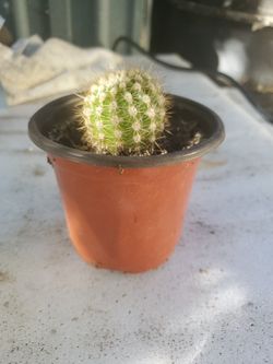 Cactus...