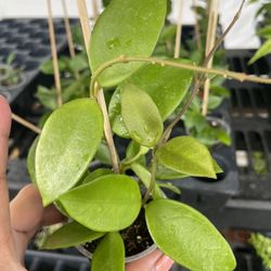 Hoya Chouke