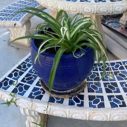 Plant And Pot