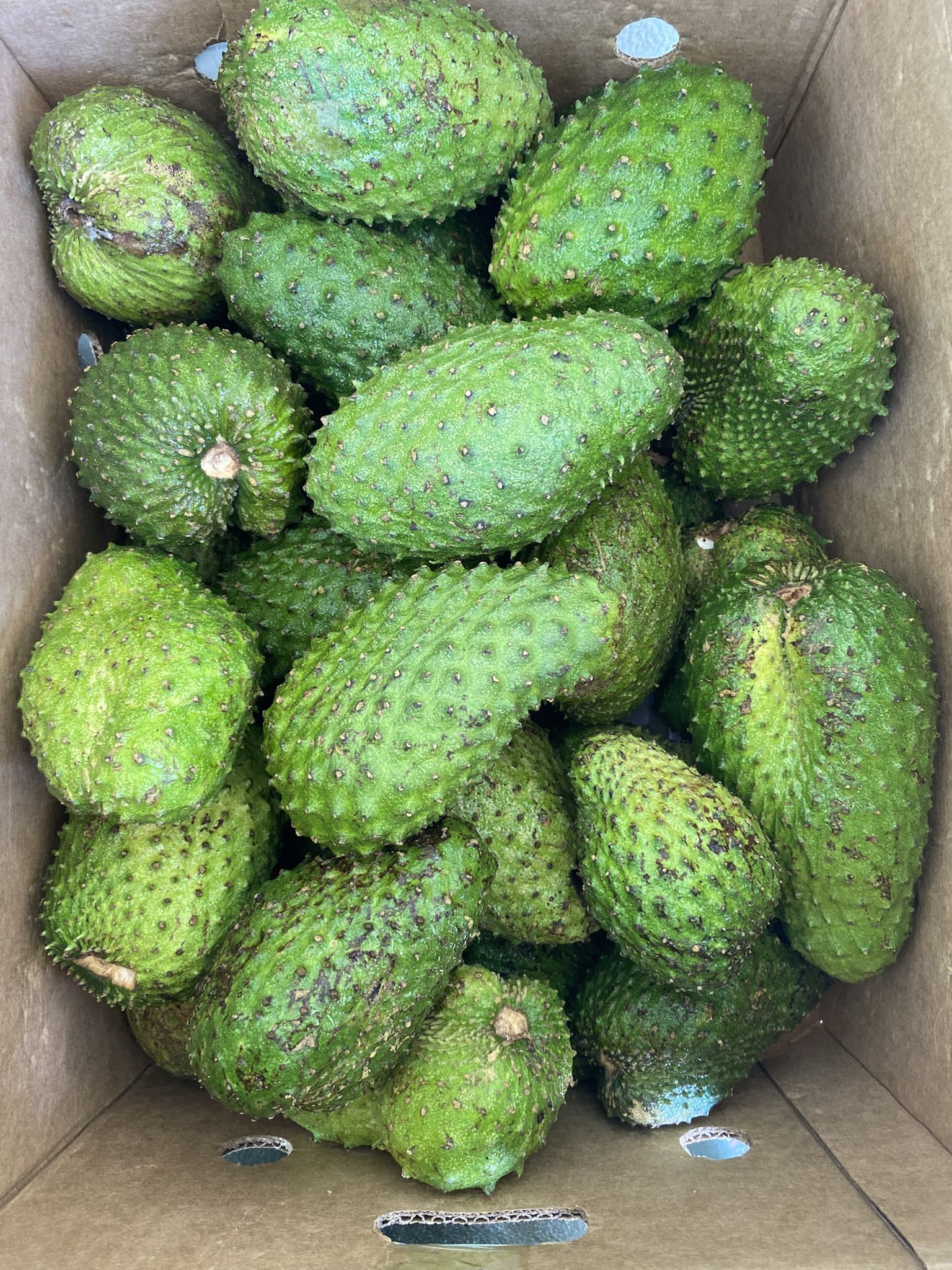 Sour Sop / Guanabana