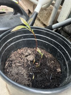 Avocado Plant