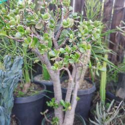 Jade Plant Succulent Plant