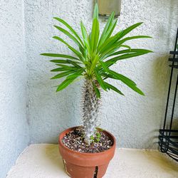 Madagascar  Plant 